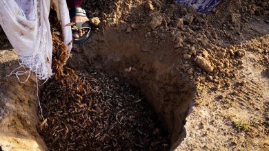 1,2 millones de toneladas métricas de trigo están en riesgo por un brote de langosta marroquí en Afganistán