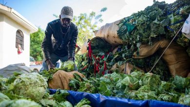 Casi la mitad de la población haitiana padece altos niveles de hambre