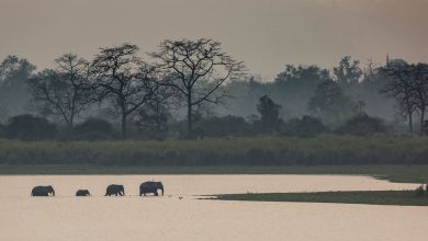 Guterres: hay que presionar a gobiernos y empresas para proteger la biodiversidad