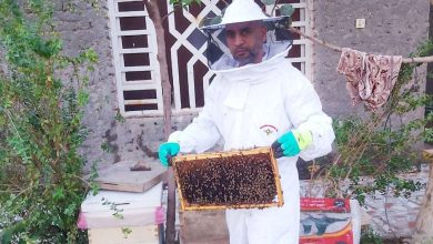 Jornada de zumbidos en el Día Mundial de las Abejas