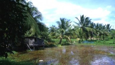 La acuicultura deberá satisfacer la demanda de pescado y otros alimentos