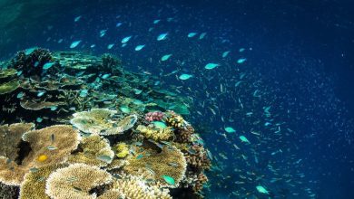 Australia pondrá en marcha medidas urgentes para proteger la Gran Barrera de Coral