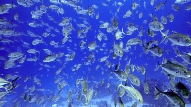 La ONU adopta un acuerdo para conservar la biodiversidad marina en aguas internacionales