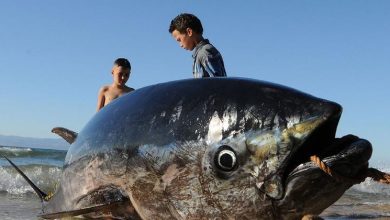 Presa en Ucrania, alimentos contaminados, virus respiratorios... Las noticias del miércoles