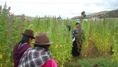 Un pacto mundial impulsará la transformación de los sistemas agroalimentarios