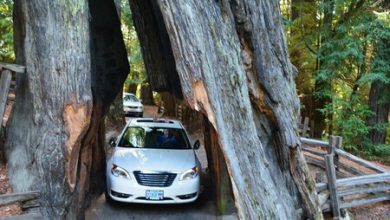 Alguien pensó que era buena idea conducir una enorme SUV dentro de un árbol de 2,500 años de edad; el resultado no fue el mejor
