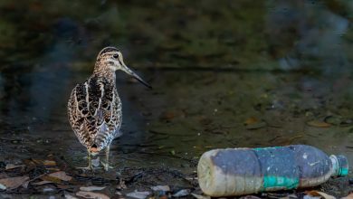 Colombia, Jamaica y Panamá se unen para combatir la contaminación urbana del plástico