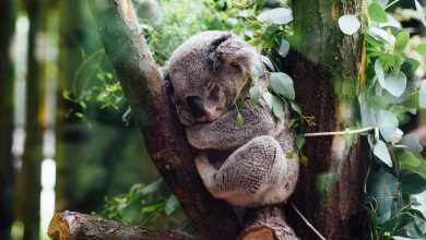 La Convención del Patrimonio Mundial es clave para proteger la biodiversidad