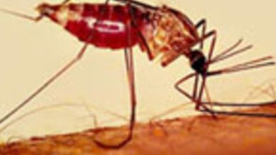 Las Américas buscan expandir la vigilancia del dengue, el chikunguña y otros virus transmitidos por mosquitos