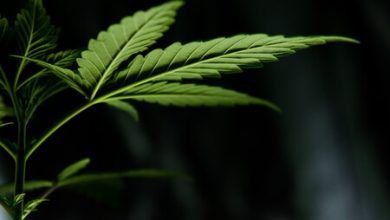 El consumo de marihuana se asocia a mayor riesgo de depresión según estudio: la ciencia sigue descubriendo sobre el cannabis