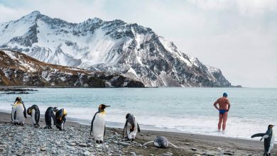 El deshielo antártico expone al pingüino emperador a la extinción