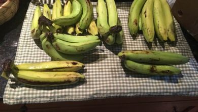 El plátano tal como lo conocemos tiene los días contados, pero hay una variedad australiana que podría rescatarlo