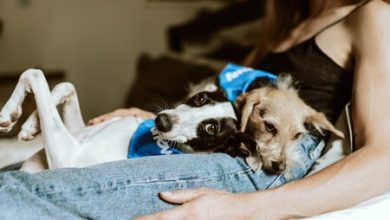 Hasta ocho años de cárcel a quien maltrate animales en México, los mutile con fines estéticos, envenene o abandone: nueva propuesta