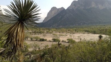 La fábrica de Tesla en México da su primer paso: ya se obtuvo el permiso de Impacto Ambiental de la gigafactory de Nuevo León