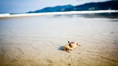 Los océanos tienen fiebre: su temperatura media mensual alcanza un máximo histórico