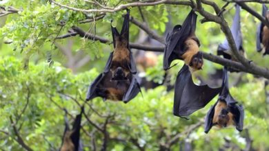 Virus de Nipah, explicado: síntomas, tratamiento, vacuna, cómo se transmite y los países afectados de su último brote