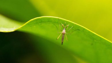 Cambio climático, dengue en América Latina, Ucrania... Las noticias del jueves