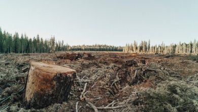 El acero quedó atrás: científicos crean cuchillos de madera tres veces más afilados que los de metal
