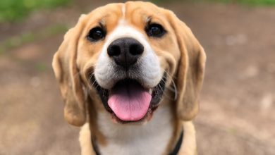 Prohibido vender perros, gatos y otros animales en tianguis de CDMX: la mercantilización de las mascotas debe acabar, dicen diputados