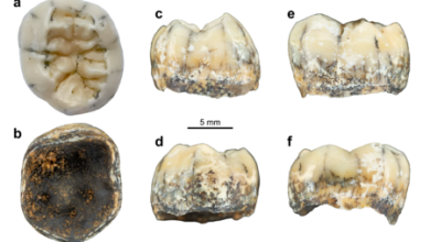 Descubren el molar de una niña denisovana de hace más de 130,000 años que revela el secreto de su ADN humano
