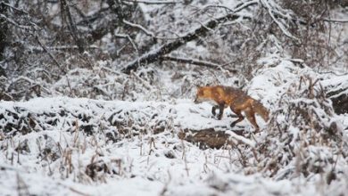 Un grupo de científicos despertó un gusano que llevaba más de 45 mil años congelado: se abren las puertas a misterios de la evolución