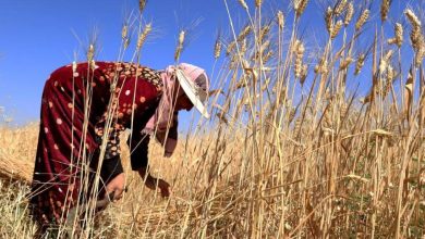 A mitad de camino hacia los objetivos mundiales: Un balance, parte 2