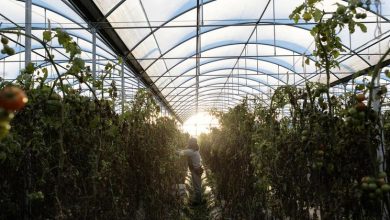 COP28: El plan para salvar el objetivo de los 1,5 grados