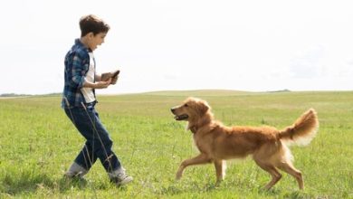 HBO Max: la película más conmovedora con un perrito que nos hizo llorar a todos ya está en lo más visto de la semana