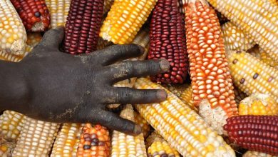 Biodiversidad: ¿Qué es y cómo podemos protegerla?