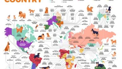 Este mapa muestra las razas perros más populares por país y seguro no adivinas cuál es el de México