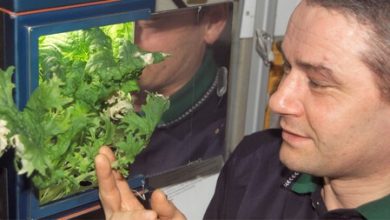 Llevamos años cultivando lechugas en el espacio: no sabíamos que si nacen fuera de la Tierra son peligrosas