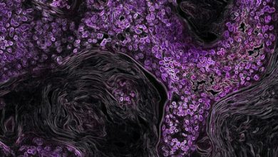 Lobos de Chernóbil "mutan": ahora son resistentes a la radiación de uno de los accidentes nucleares más grandes de la historia, estudio