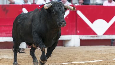 México prohibió las corridas de toros y luego las volvió a permitir: ahora un camino quedaba, suspenderlas de nuevo