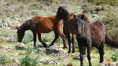 Mientras suben los alimentos, en Europa un tipo de carne barata se pone de moda: la de caballo