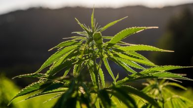 Aprobar la marihuana en México es la nueva promesa de campaña para las elecciones: no es la primera vez que se quiere que el cannabis sea libre