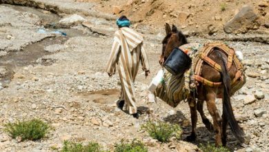 Estos investigadores franceses resolvieron uno de los más grandes misterios de la historia natural: descifrar el origen de los burros
