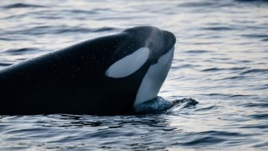 Las ballenas asesinas tienen menopausia y hemos descubierto para qué: ser buenas abuelas