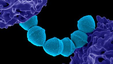 Los casos de estreptococo crecen en Japón sin alguna razón aparente: una enfermedad potencialmente mortal y altamente contagiosa