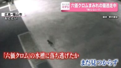 Una ciudad completa de Japón se movilizó debido a una alerta química, el responsable: un gato